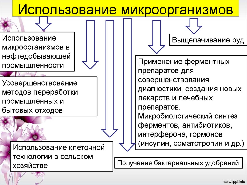 Микроорганизмы в сельском хозяйстве презентация