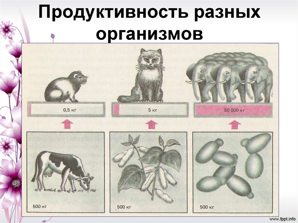 Изучал различных организмов. Разные организмы. Повышение продуктивности организмов картинки. Снижается жизнеспособность и продуктивность организмов. Производительность организма.