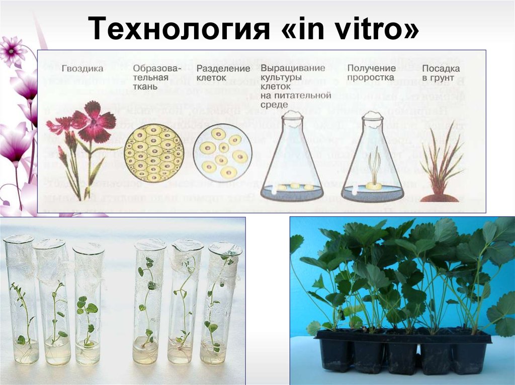 Этапы микроклонального размножения. Микроклональное размножение in vitro. Схема микроклонального размножения растений. Микроклональное размножение растений метод. Микроклональное размножение растений схема.