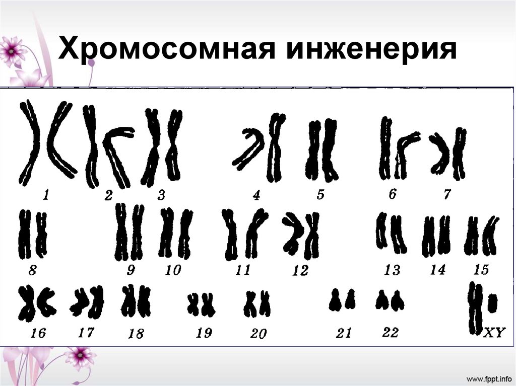 Набор хромосом животных. Хромомосмная инженерия. Нормальный хромосомный набор мужчины. Хромосомная инженерия примеры. Хромосомная инженерия микроорганизмов.