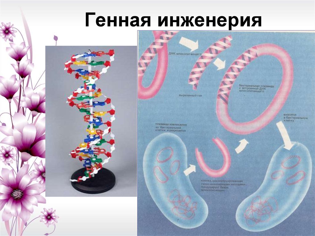 Технологии генной инженерии 9 класс технология презентация