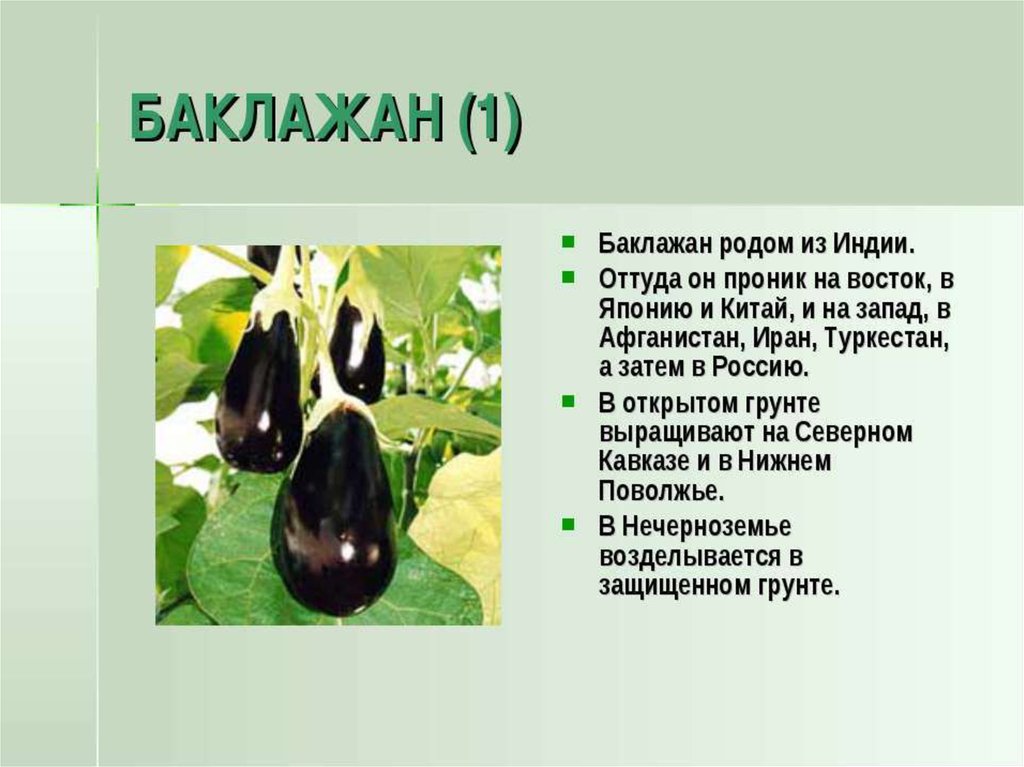 Среда обитания баклажана. Баклажан Пасленовые. Баклажансмейство Пасленовые. Баклажан презентация. Баклажан презентация для детей.