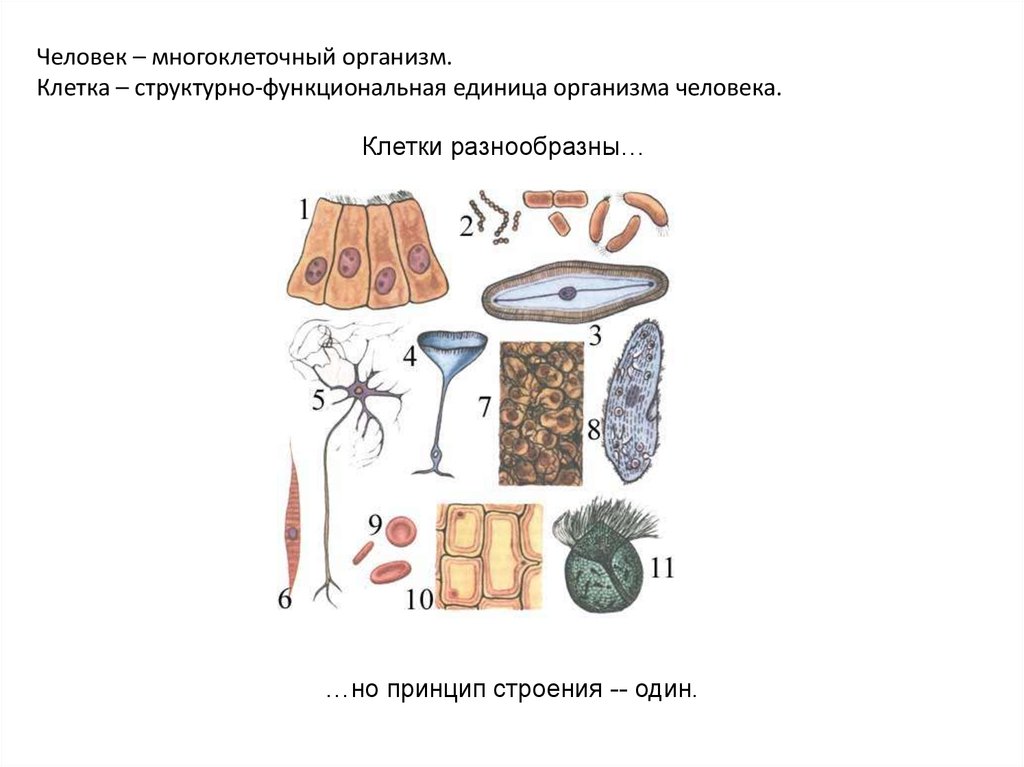 Роль многоклеточных организмов. Строение многоклеточных организмов. Строение клетки многоклеточного организма. Рисунок многоклеточного организма. Структура многоклеточного организма.