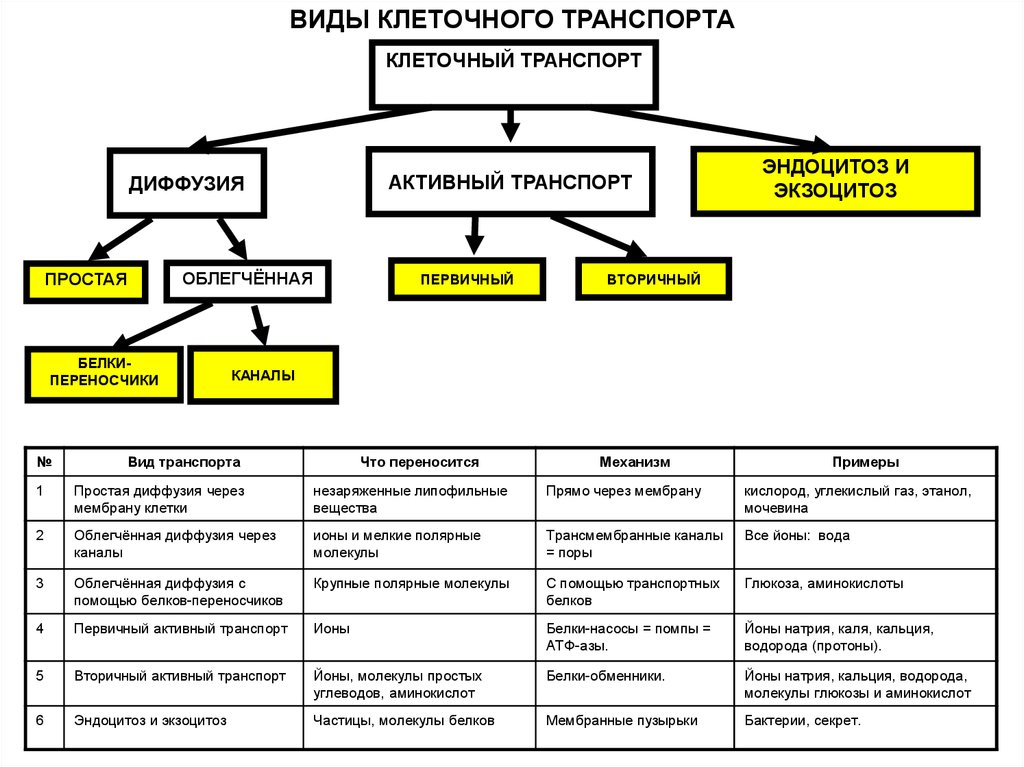 Активный клеточный транспорт. Виды клеточного транспорта. Типы клеточного транспорта. Виды транспорта в клетке. Виды клеточного транспорта примеры.