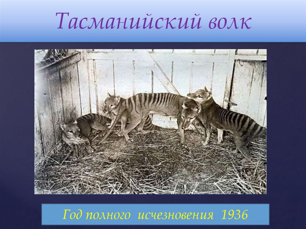 Человек уничтожил видов животных. Животные истребленные человеком. Истребление животных презентация. Животные уничтоженные человеком презентация. Животные истребленные человеком сообщение.