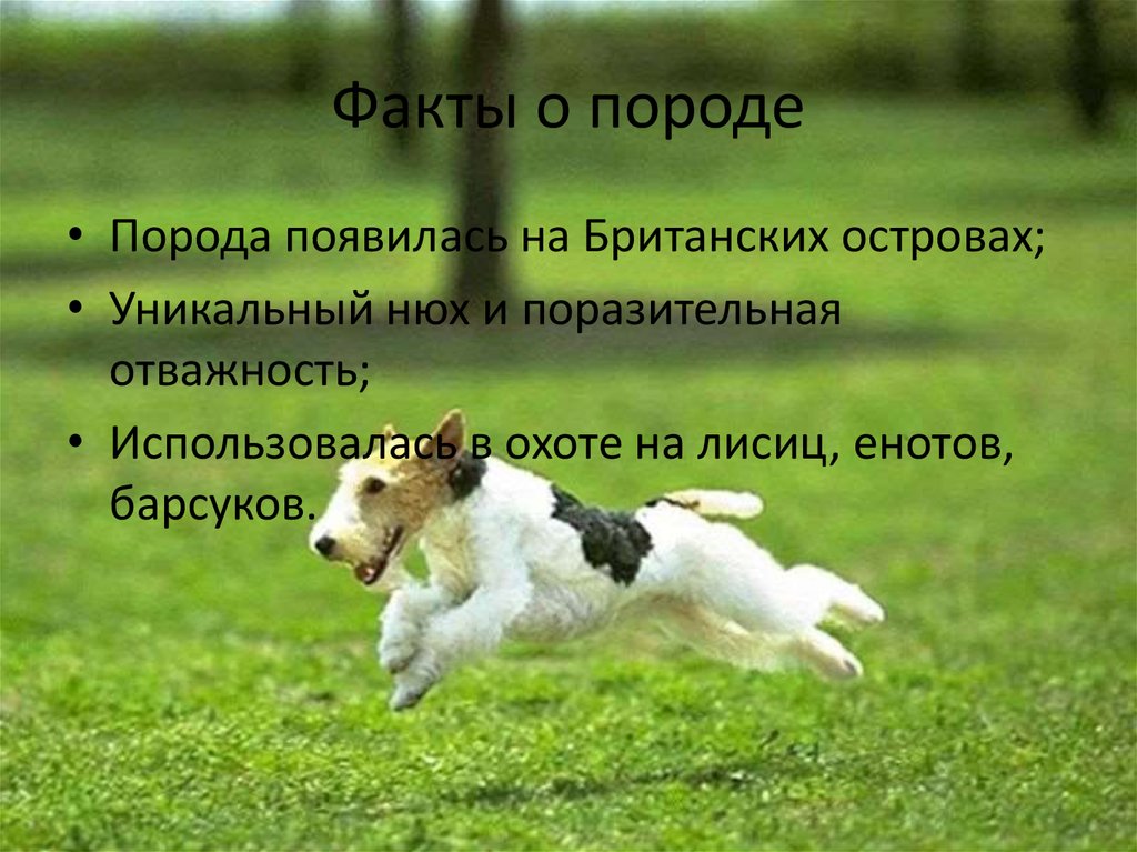 Факты о породе