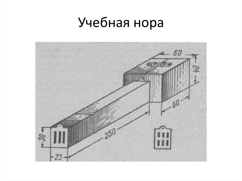 Учебная нора