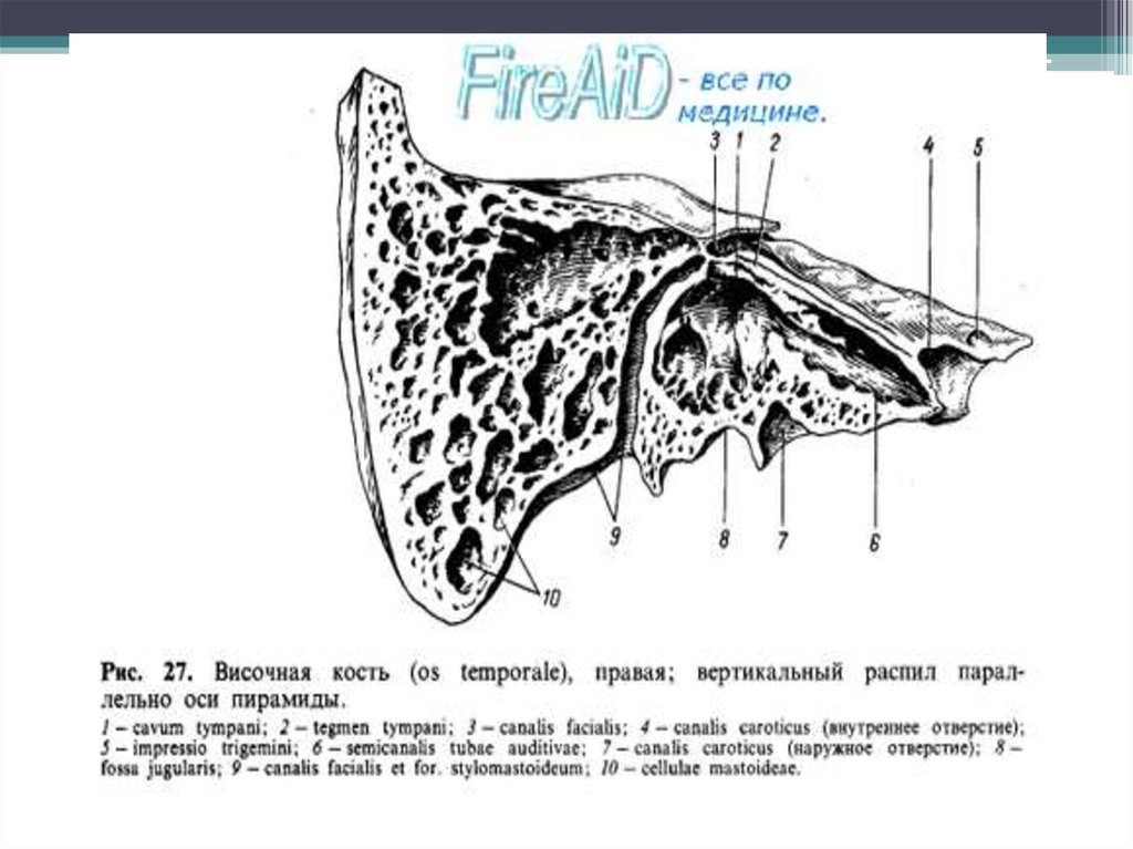 Каналы височного костя. Каналы височной кости анатомия. Барабанный каналец височной кости. Барабанный канал пирамиды височной кости. Отверстие мышечно трубного канала височной кости.