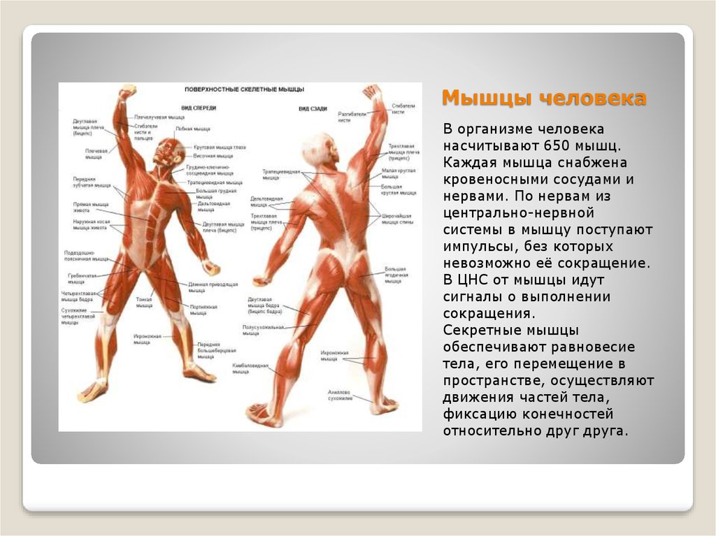Какое количество мышц у человека. Мышцы человека. Схема мышц человеческого тела. Самые основные мышцы человека. Мышцы в человеческом теле.