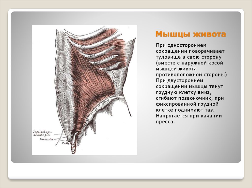 Противоположные мышцы. При сокращении наружной косой мышцы живота. Наружная косая мышца живота сокращение. Сокращение мышц живота. Укороченная косая мышца живота.