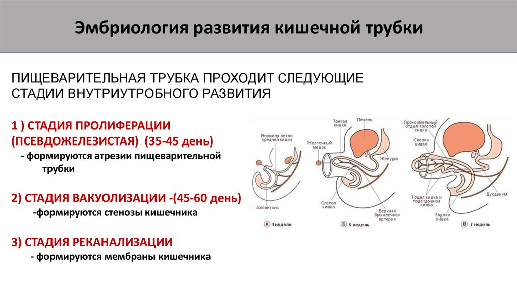 Процесс формирования органов. Этапы формирования кишечной трубки. Стадии формирования кишечной трубки. Кишечная трубка схема развития. Эмбриогенез пищеварительной трубки.