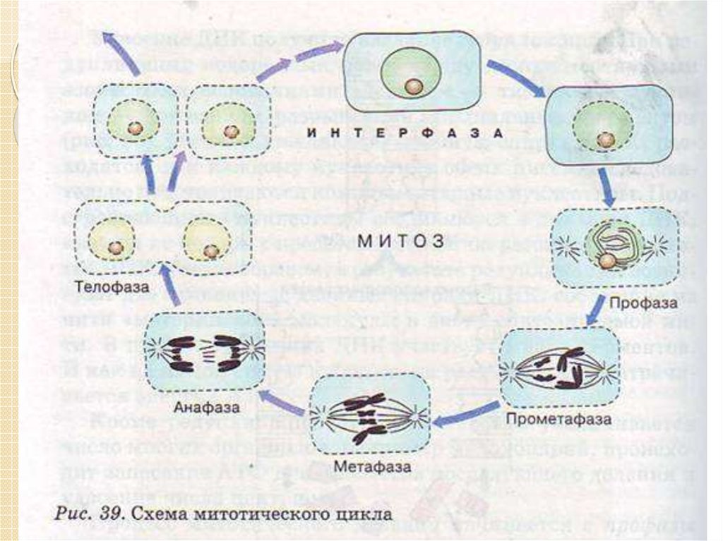 Деление клетки митотический цикл. Схема клеточного цикла митоза. Митотический цикл клетки рисунок. Схема стадий жизненного цикла клетки. Схема клеточного и митотического циклов.