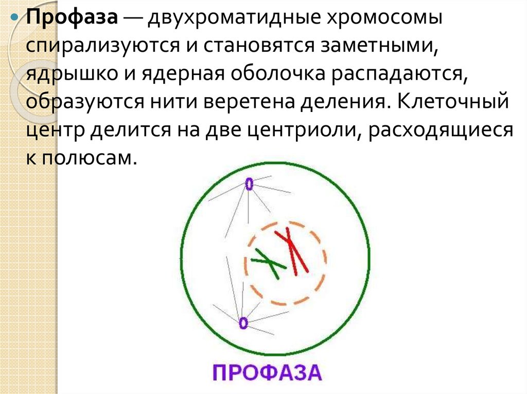 Расхождение центриолей с образованием веретена деления. Профаза хромосомы спирализуются. В профазе 1 двухроматидные. Профаза хромосомы спирализуются утолщаются. В профазе митоза хромосомы двухроматидные.