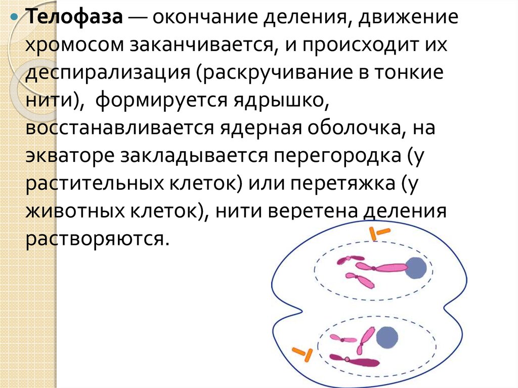 Телофаза процессы. Деспирализация хромосом. Деспирализация хромосом происходит в. Телофаза растительной клетки.