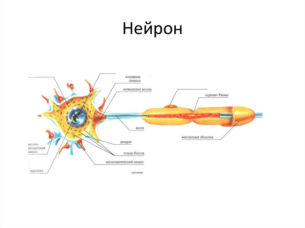 Скелетная мышца исполнительный нейрон