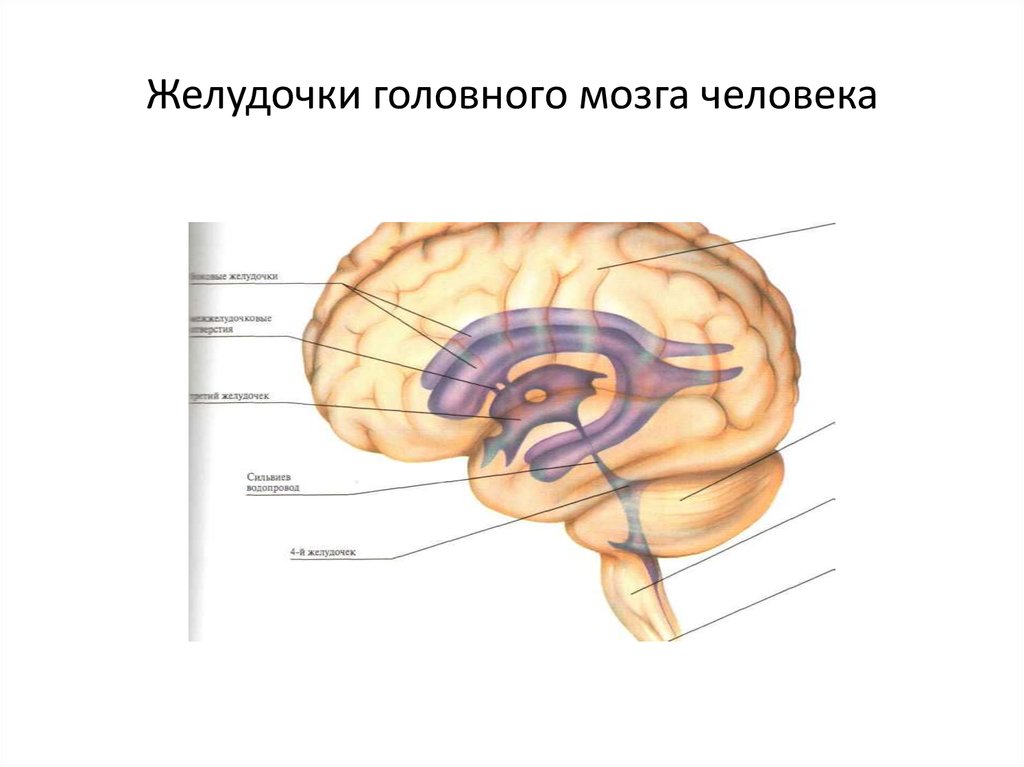 Схема расположения желудочков мозга. Боковые желудочки мозга анатомия.