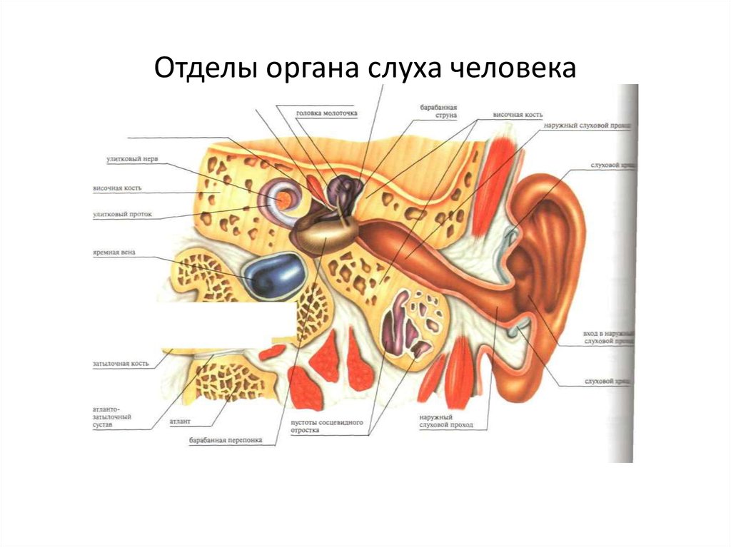 Тест орган слуха 8 класс. Отделы органа слуха. Строение органа слуха. Отделы органа слуха человека. Элементы отделов органа слуха.