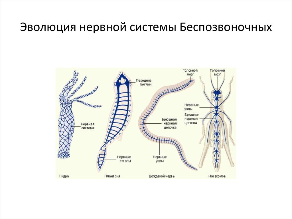Диффузно узловая трубчатой нервной системы. Филогенез нервной системы беспозвоночных. Типы нервной системы Узловая трубчатая. Строение нервной системы у беспозвоночных животных. Строение сетчатой нервной системы.