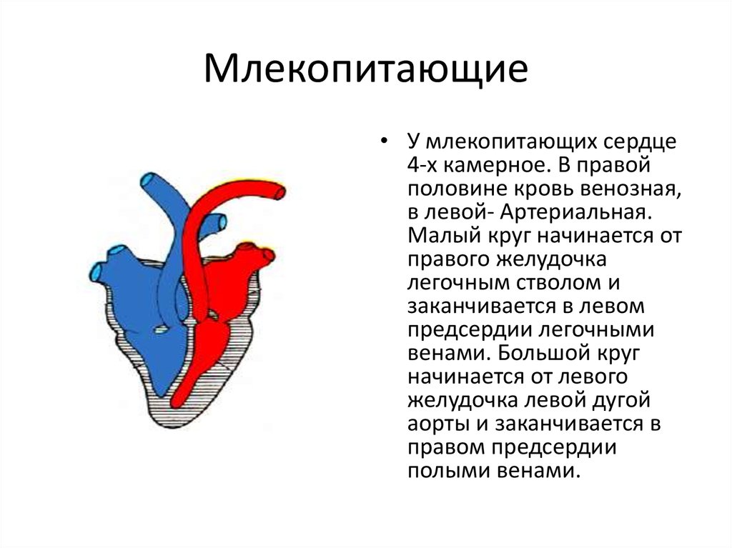 Какая кровь содержится в правой половине сердца. Строение сердца млекопитающих. Строение сердца млекопитающих животных. Структура сердца млекопитающих. Артериальная кровь у млекопитающих.