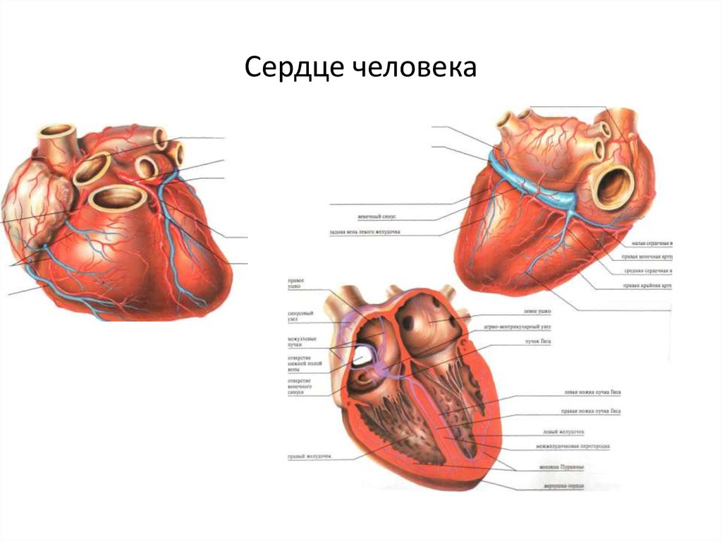 Кольцевые мышцы сердца. Сердечная мышца ВПР. Сосочковые мышцы сердца латынь.