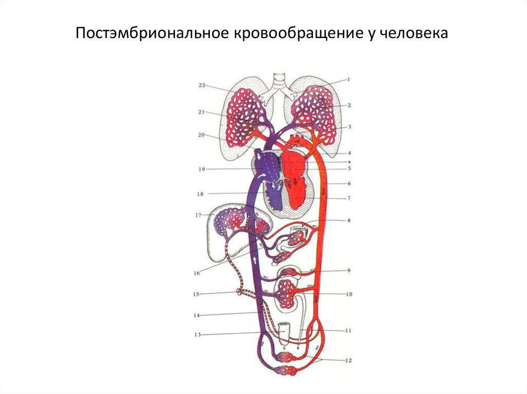 Млекопитающие кровообращение и дыхание. Схема строения сердца и кровеносной системы млекопитающих. Кровеносная система млекопитающих схема круги кровообращения. Строение кровеносной системы и сердца млекопитающих. Кровеносная система млекопитающих 7 класс.
