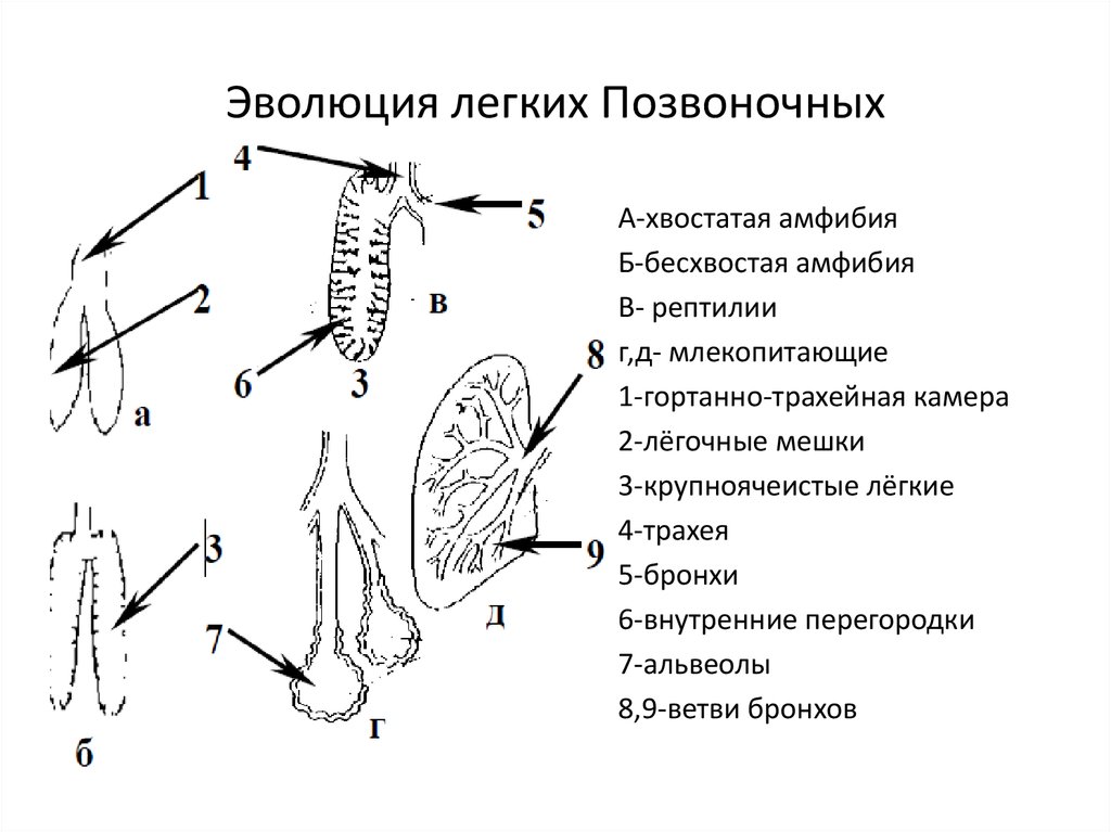 Схема эволюции млекопитающих среди других позвоночных