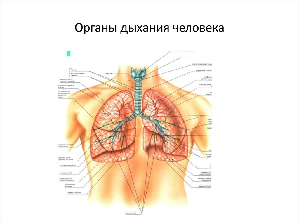 Кожное дыхание у человека. ВПР органов дыхательной система. ВПР дыхательной системы человека. Внутренние органы человека ВПР 4 класс. ВПР органы почки сердце 4 класс.