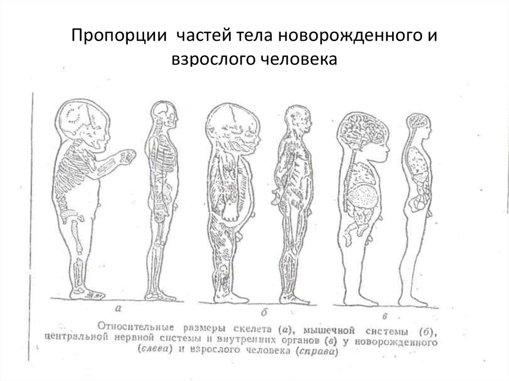 Нарушения в формировании скелета человека