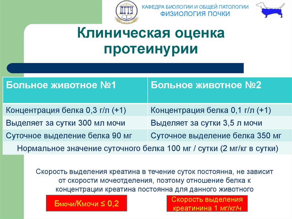 Клиническая оценка. Оценка протеинурии. Клиническое значение протеинурии. Протеинурия критерии. Патологическая почечная протеинурия животных.