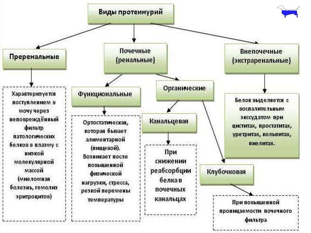 Почему в почках белок. Перечислите патологические протеинурии. Классификация протеинурии по происхождению схема. Причины физиологической протеинурии. Причины преренальной протеинурии.