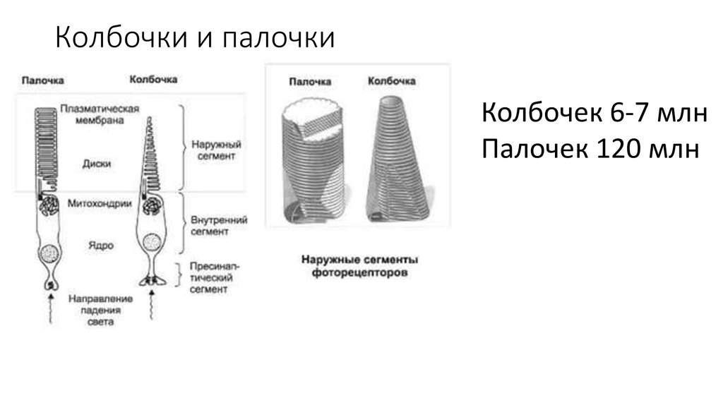 Колбочки и палочки рисунок