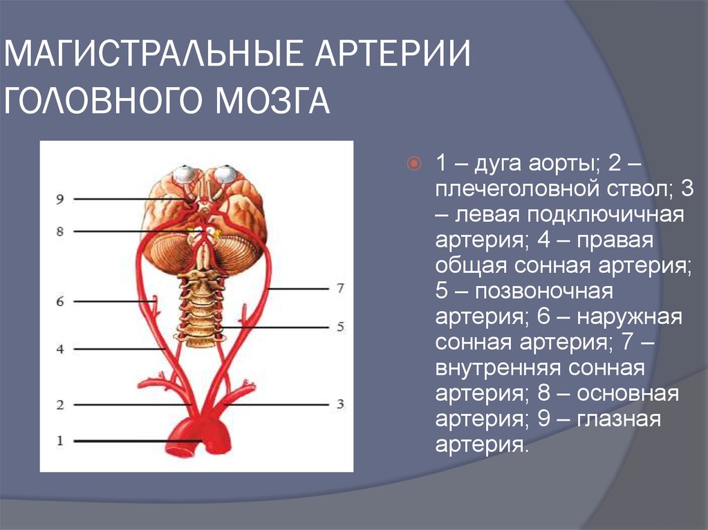 Мозговые артерии головного мозга. Артерии головного мозга. Магистральные сосуды. Магистральные артерии головного мозга. Артерии головного могза.