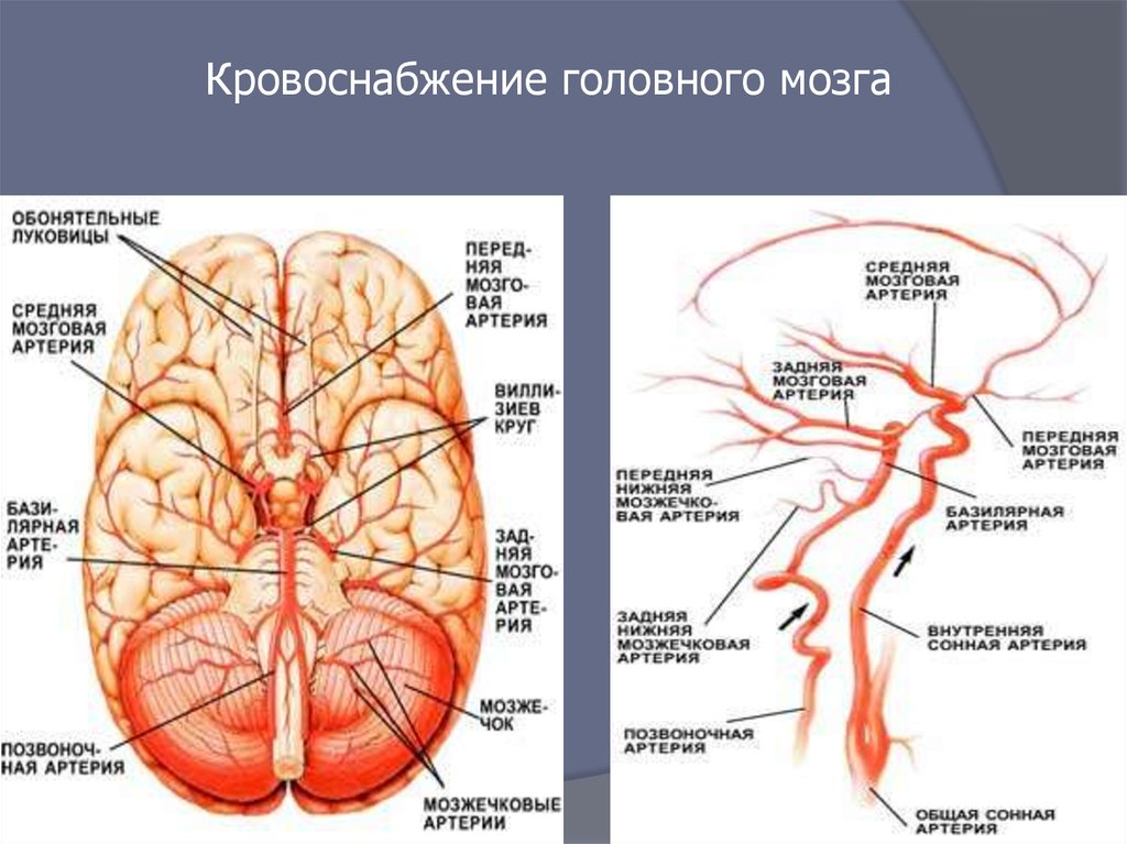 Какая артерия кровоснабжает мозг. Сосуды основания мозга схема. Головной мозг кровоснабжают артерии. Артерии питающие головной мозг схема. Источник кровоснабжения передних отделов головного мозга.