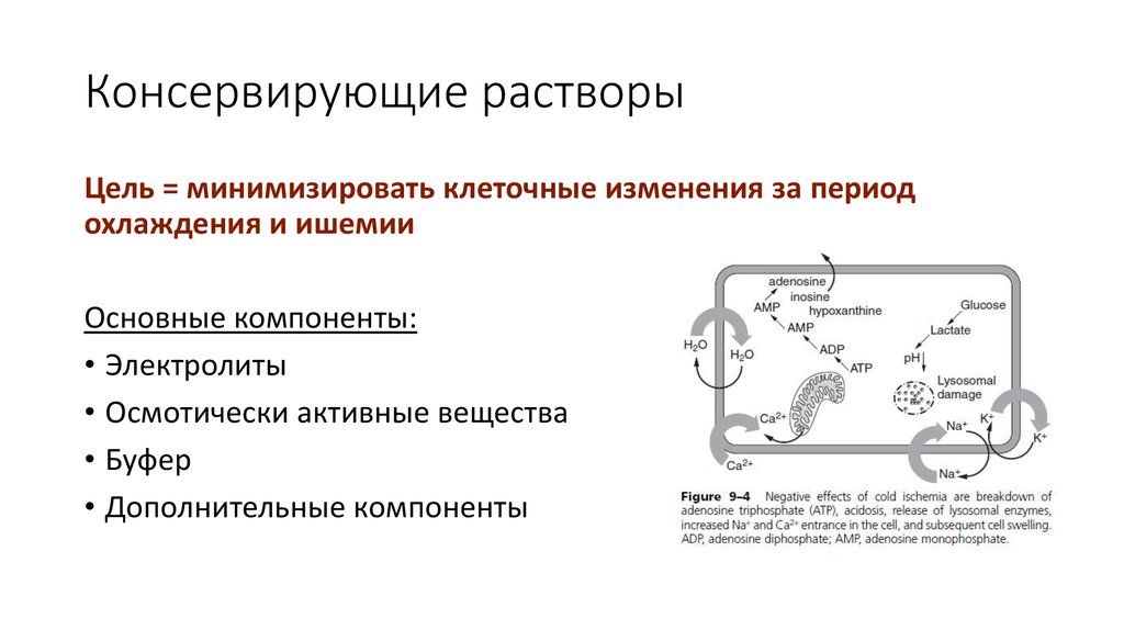 Цель раствор. Консервирующие растворы крови. Консервирующие растворы трансплантология. Консервирующий раствор для органов. Консервирующие растворы: принцип действия.