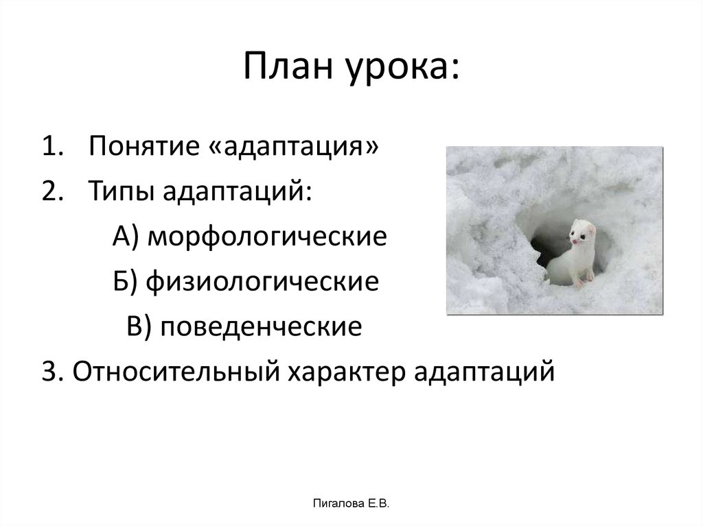 Приспособительные особенности строения и поведения животных. Воробей морфологический Тип адаптации. Относительный характер адаптаций медведей. Защитно- приспособительные процессы происходящие у животных..