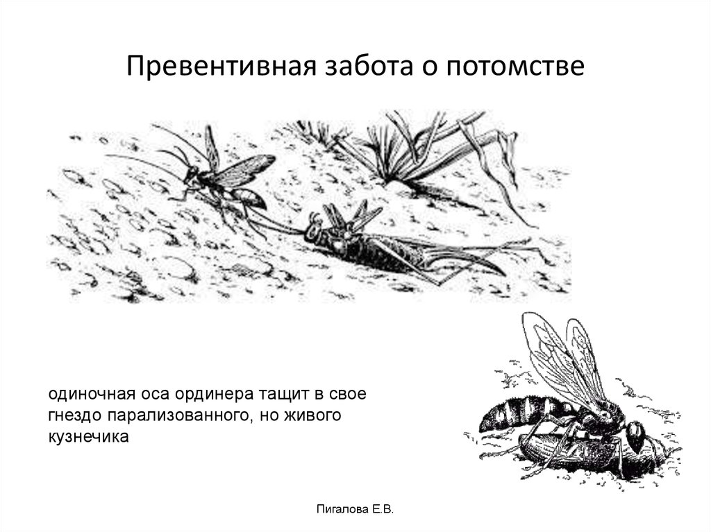 Забота о потомстве презентация о животных