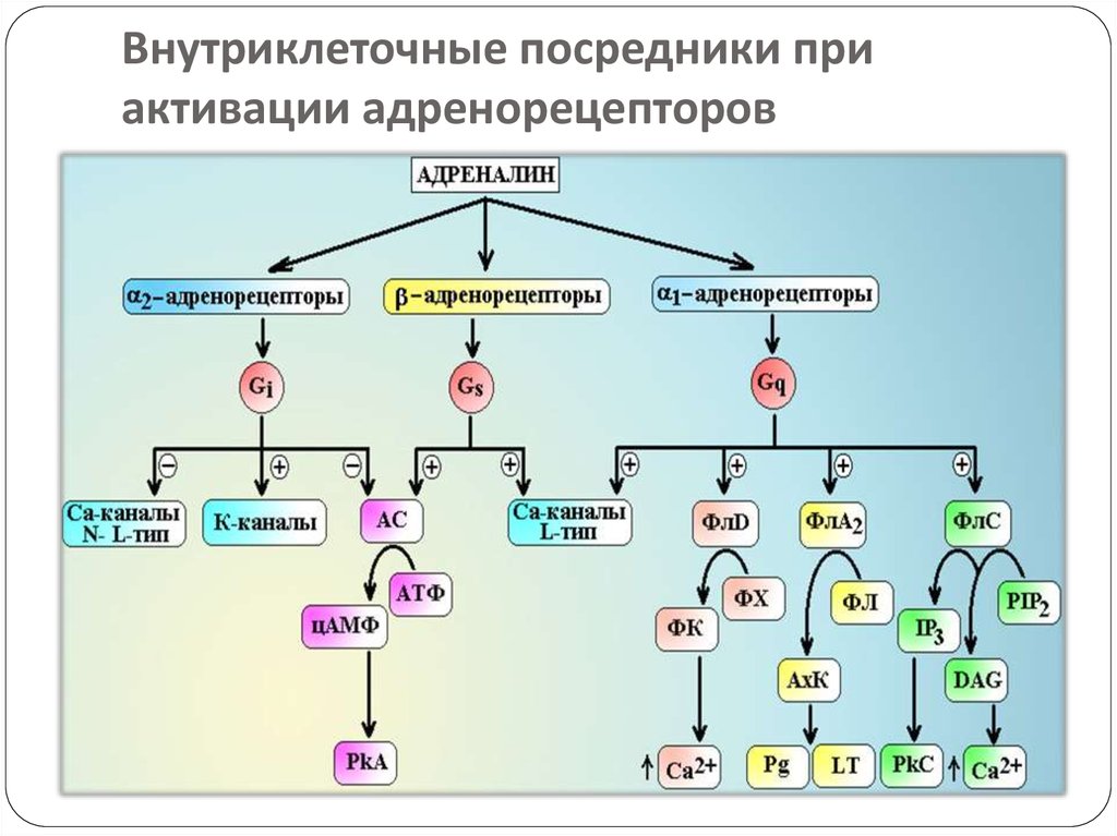 Адреналин адренорецепторы