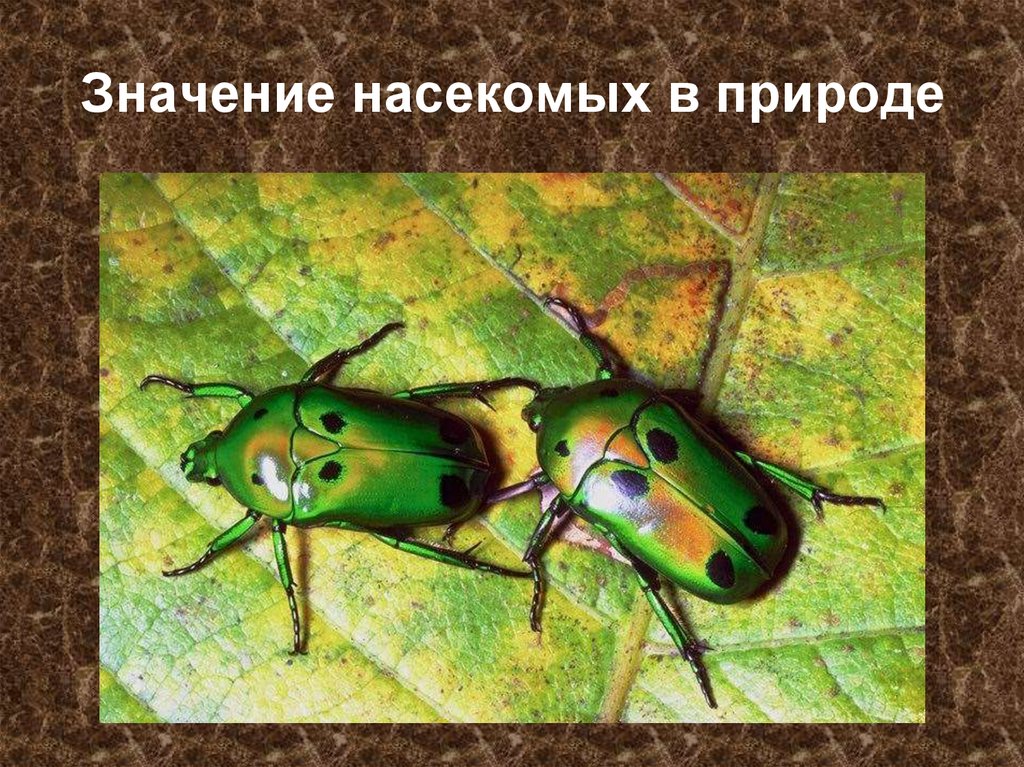 Насекомые в природе и жизни человека. Насекомое и его значение в природе. Значение насекомых 1. в природе. Картинка значимых насекомых. Слайд-значение насекомых в природе и для человека.