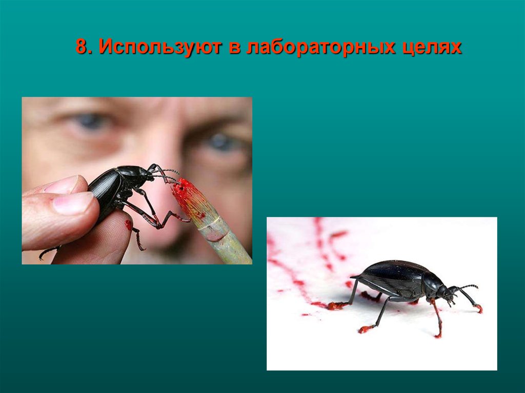 Насекомые в жизни человека. Охрана насекомых в природе и жизни человека. Влияние человека на насекомых. Роль тараканов в жизни человека.