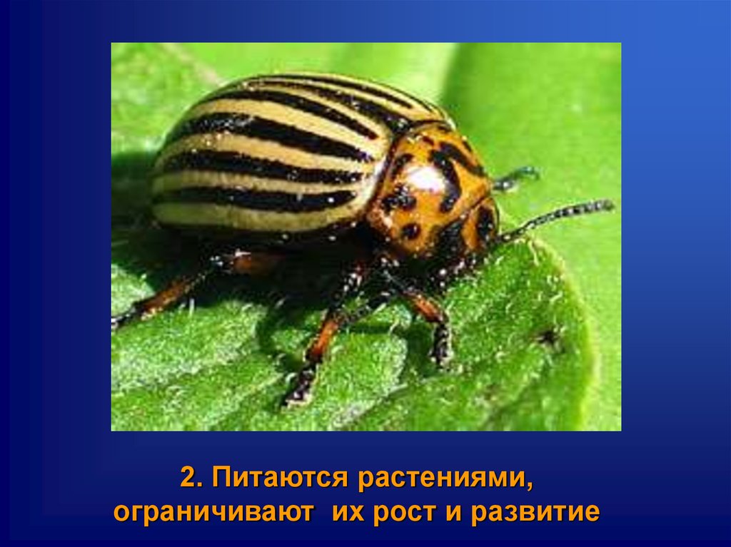 Насекомые в природе и жизни человека. Какую пользу приносят пауки в природе. Рост насекомых ограничен. Интересные факты о цветах питаются насекомыми для детей. У растений ограниченный рост.