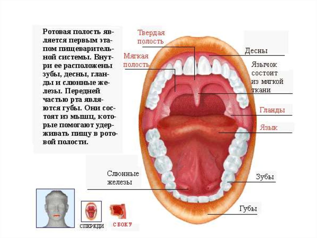 Схема рта человека