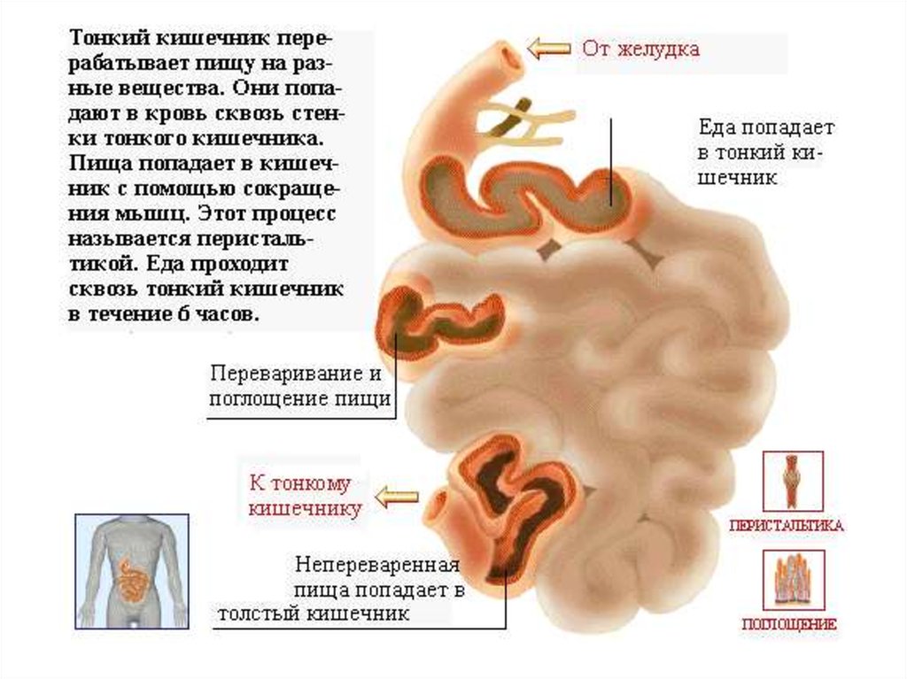 Презентация по тонкой кишке