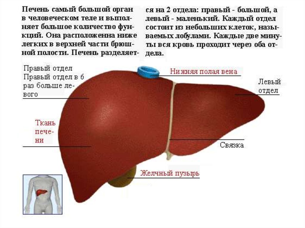 Сколько готовится печень. Печень анатомия. Печень анатомия в теле.