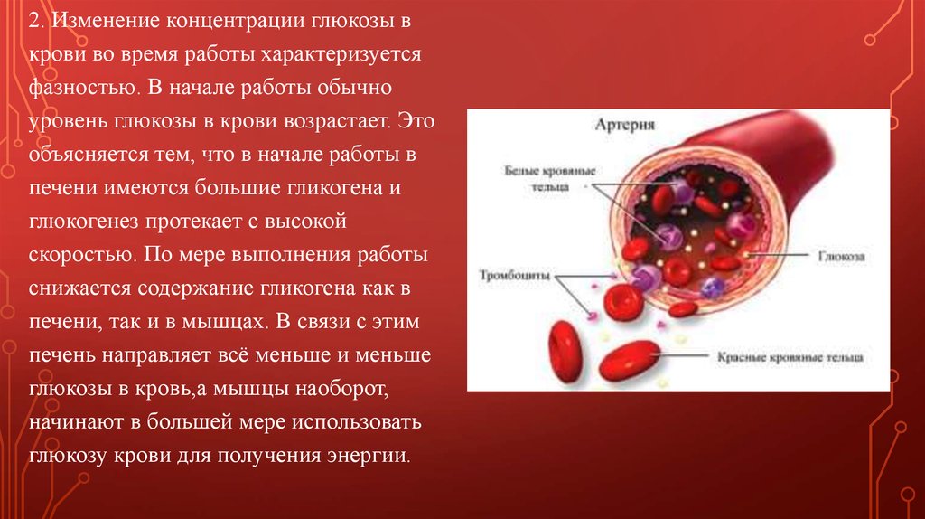 Через сколько меняется кровь у мужчин. Концентрация крови. Изменение состава крови. Изменение крови при физической нагрузке. Изменения в крови во время физических нагрузок.
