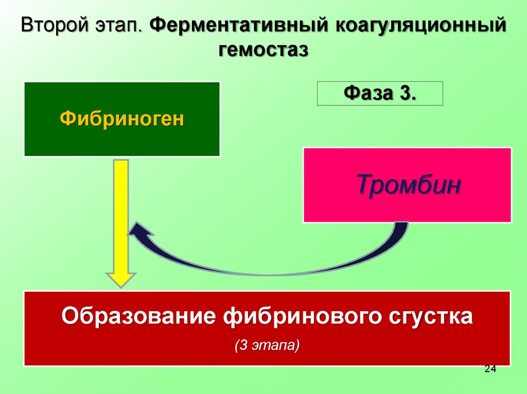 Коагуляционный гемостаз. Ферментативный гемостаз. Вторая фаза коагуляционного гемостаза. Ферментативно коагуляционный гемостаз. Фазы коагуляционного гемостаза.