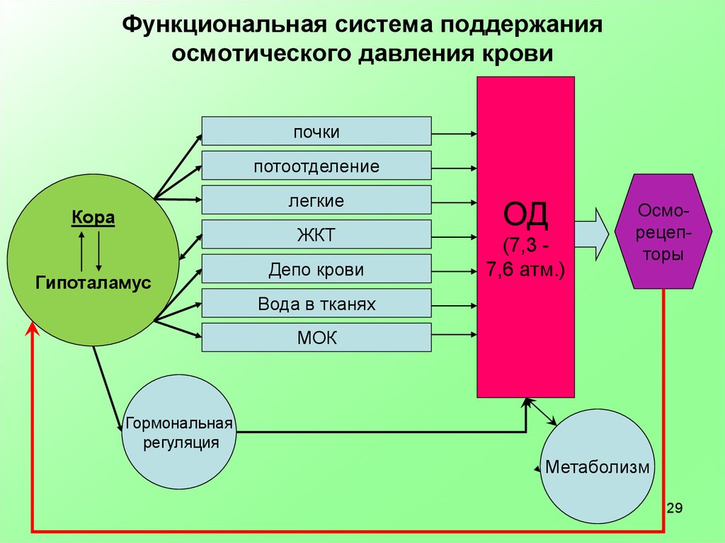 Обеспечивающей функциональной система