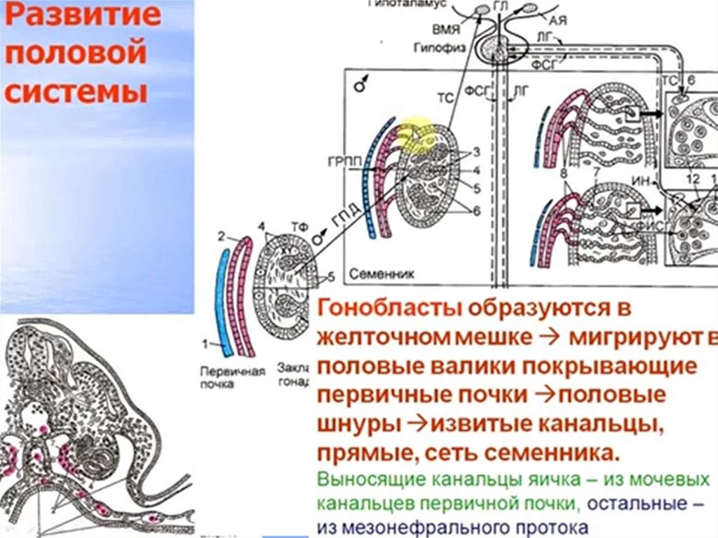 Мужская половая система презентация