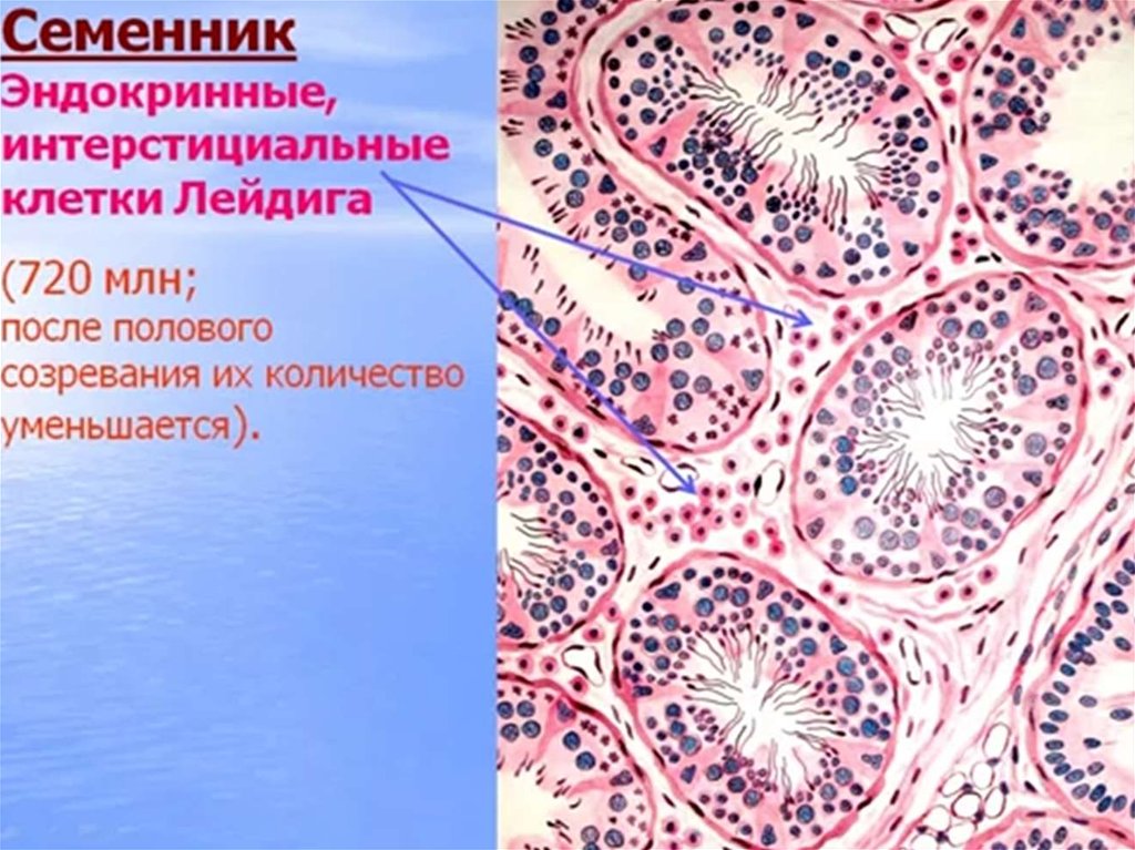 Рисунок семенника гистология