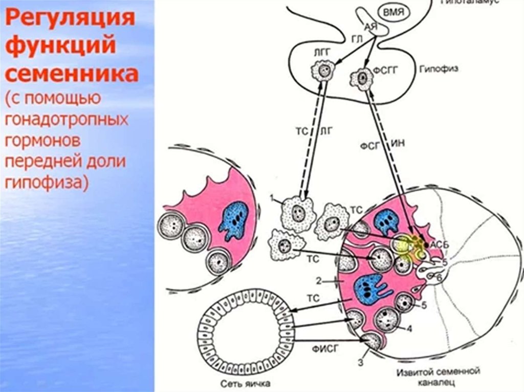 Системы регуляции функций. Регуляция функций семенника. Регуляция функции семенников. Семенники гормональная регуляция. Схема гормональной регуляции семенника.