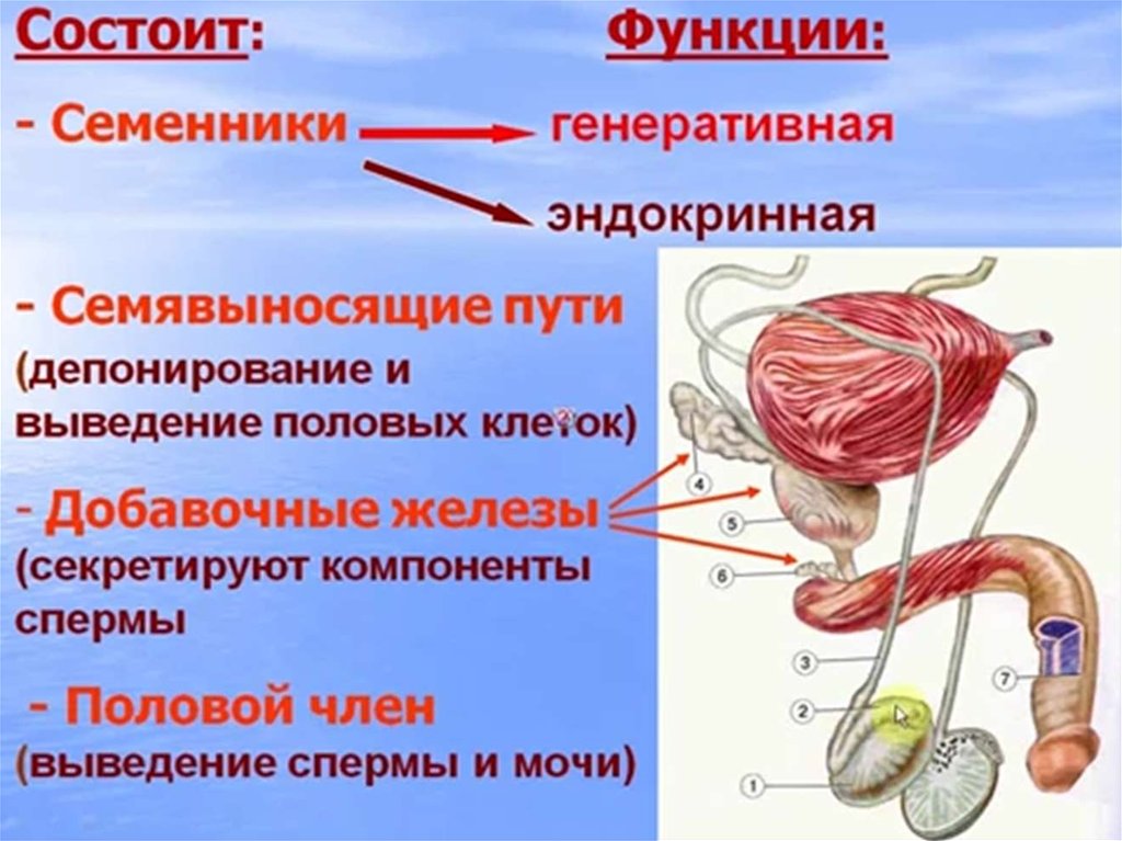 Общий план строения мужской половой системы